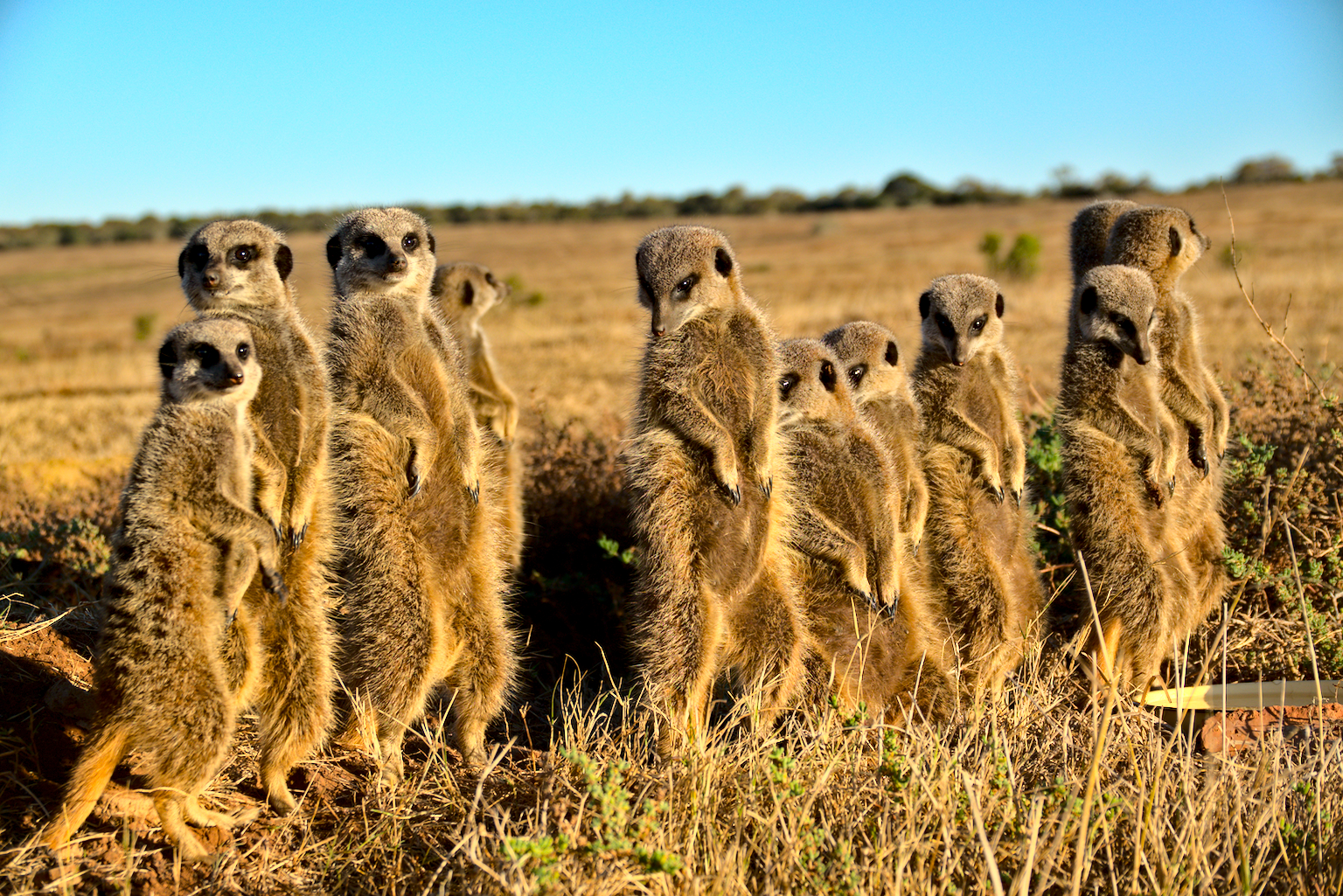 GEC Meercats